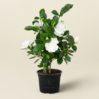 نبات Gardenia خارجي في أصيص أسود بأزهار بيضاء وأوراق خضراء