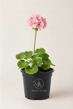 نبتة إبرة الراعي Geranium بزهور وردية فاتحة في أصيص أسود