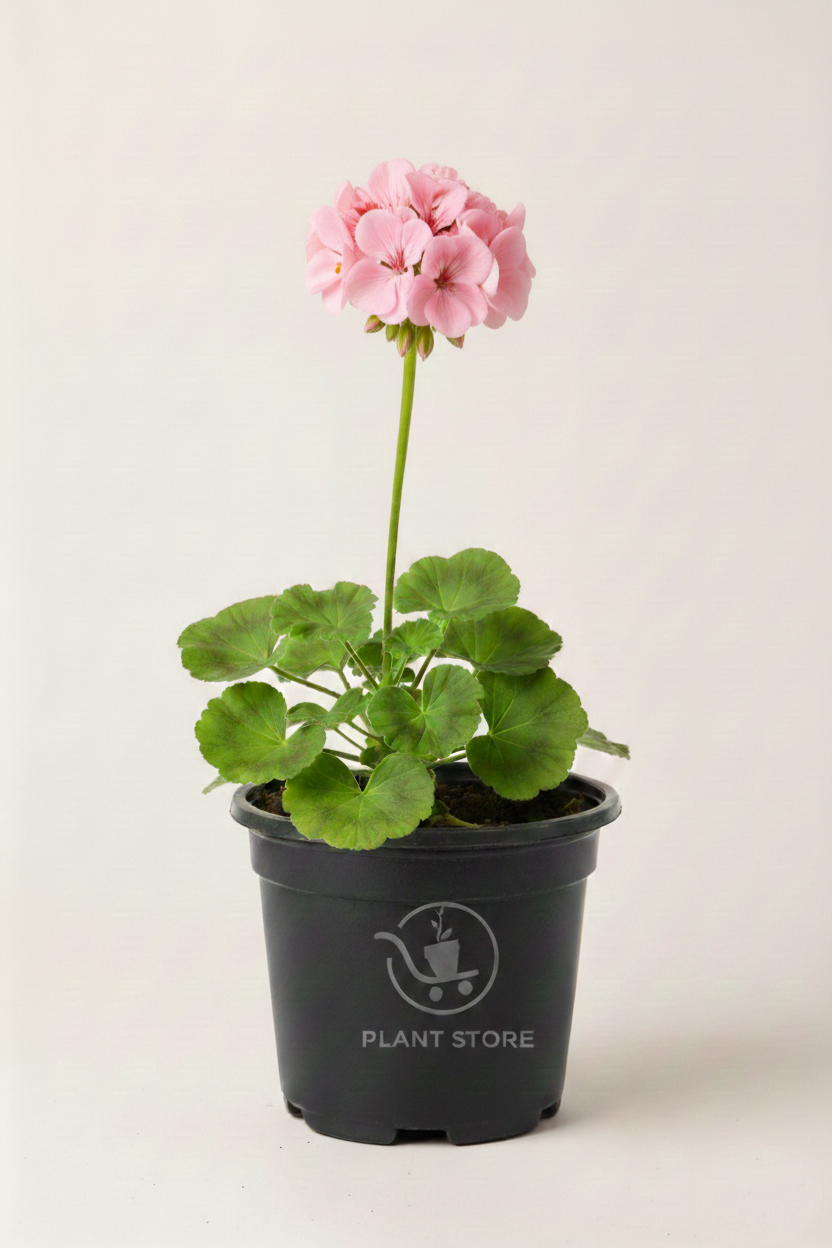 نبتة إبرة الراعي Geranium بزهور وردية فاتحة في أصيص أسود