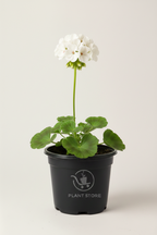 نبتة إبرة الراعي Geranium بزهور بيضاء في أصيص أسود