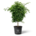 شجرة فيكس Ficus Benjamina في أصيص أسود