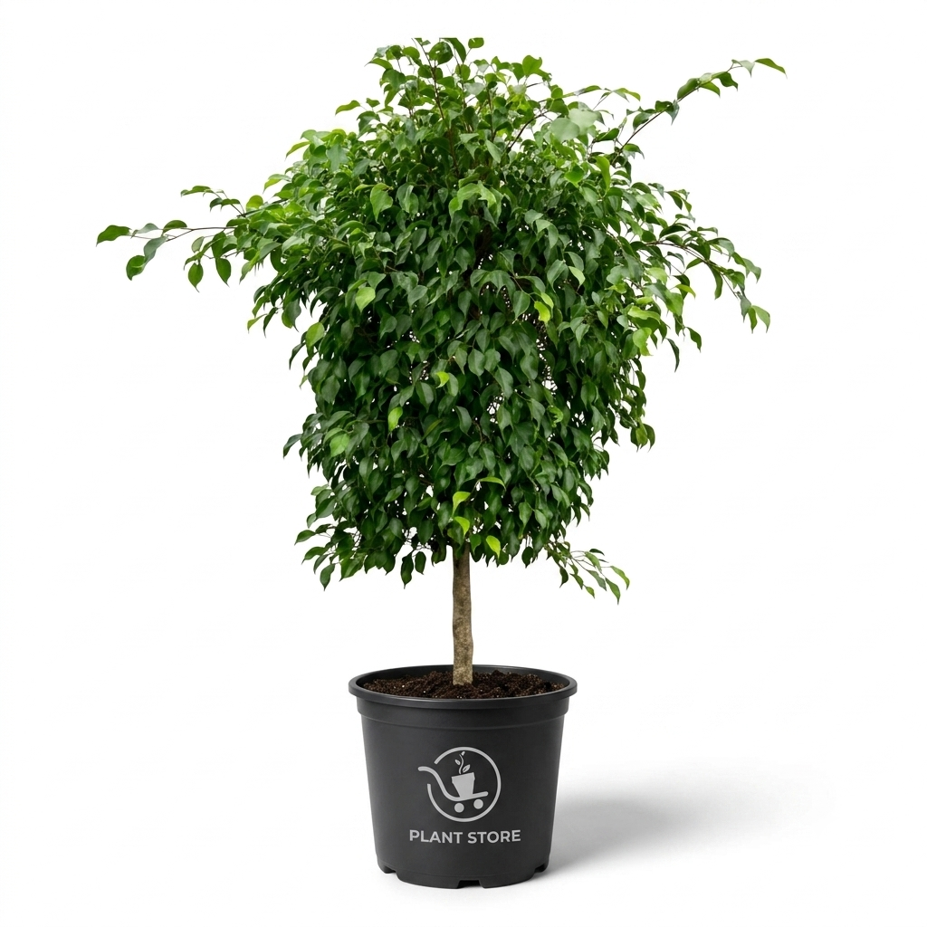 شجرة فيكس Ficus Benjamina في أصيص أسود