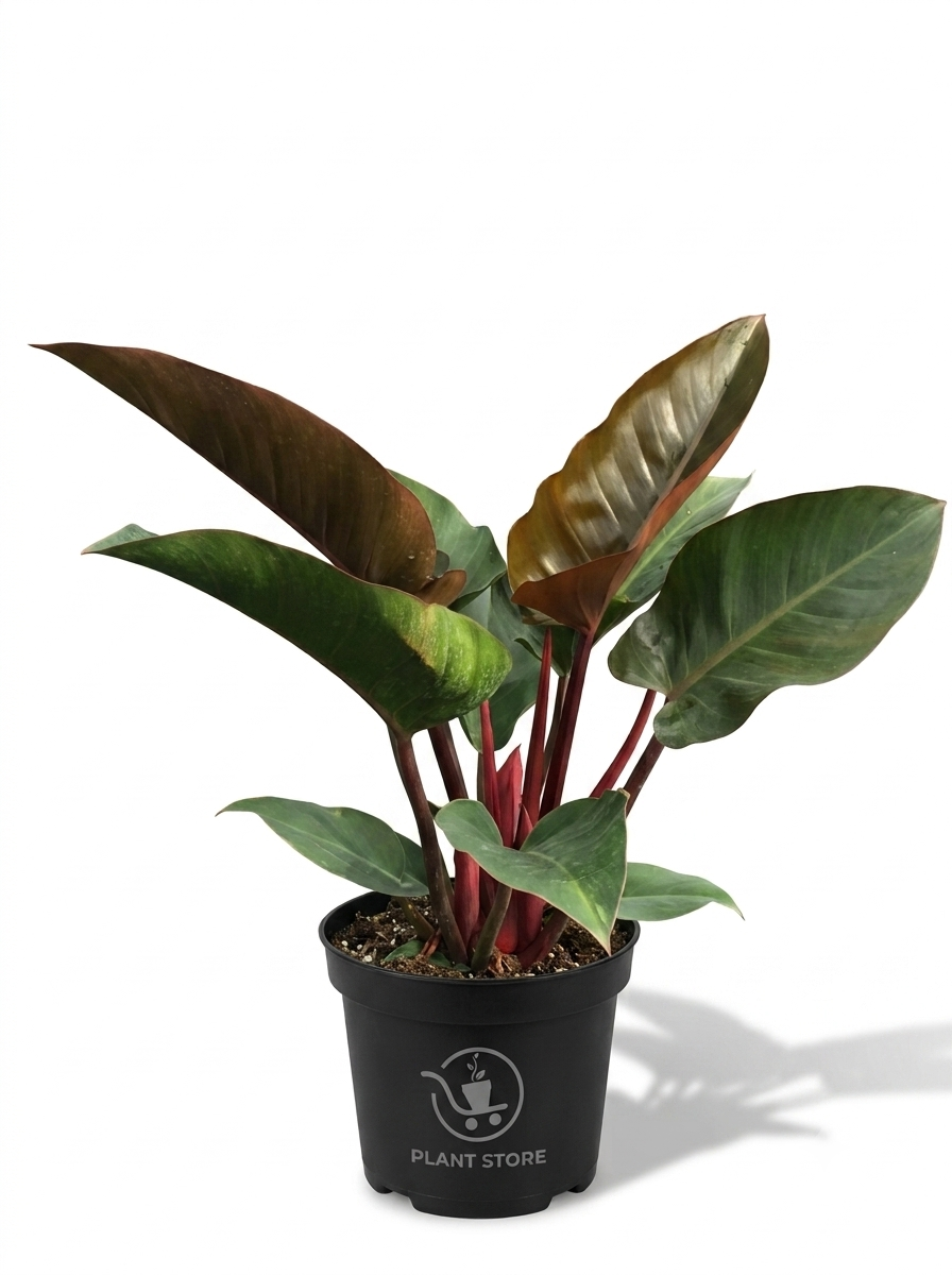 نبات فيلودندرون إمبريال ريد طبيعي (Philodendron Imperial Red) نبات كثيف يتميز بأوراقه الكبيرة واللامعة ذات اللون الأخضر الداكن جداً وسيقانه ذات اللون الأحمر الداكن الغني، داخل إناء مشتل بلاستيكي أسود، نبات زينة داخلي - PLANT STORE EG بلانت ستور