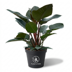 نبات فيلودندرون إمبريال ريد طبيعي (Philodendron Imperial Red) نبات كثيف يتميز بأوراقه الكبيرة واللامعة ذات اللون الأخضر الداكن جداً وسيقانه ذات اللون الأحمر الداكن الغني، داخل إناء مشتل بلاستيكي أسود، نبات زينة داخلي - PLANT STORE EG بلانت ستور