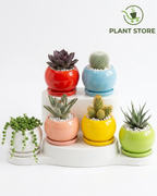 طقم أصص صغيرة للعصاريات - Mini Succulent Pot Set