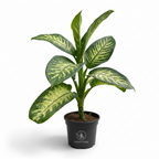 نبات ديفنباخيا Tropic Snow بأوراق خضراء بنقوش فاتحة في أصيص أسود