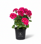 نبتة إبرة الراعي Geranium بزهور وردية داكنة في أصيص أسود
