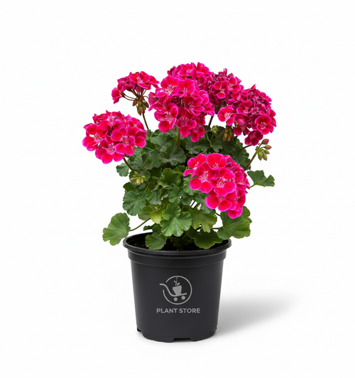 نبتة إبرة الراعي Geranium بزهور وردية داكنة في أصيص أسود