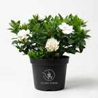 نبتة جاردينيا داخلية Gardenia في أصيص أسود مع أزهار بيضاء وأوراق خضراء