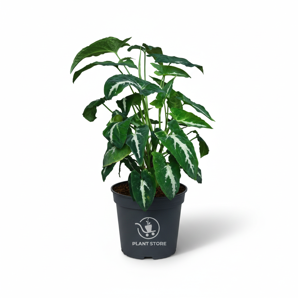 نبات Syngonium Wendlandii بأوراق خضراء ممدودة وعروق فاتحة في أصيص أسود