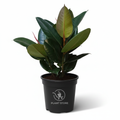 نبتة Ficus Elastica في أصيص أسود بأوراق خضراء لامعة