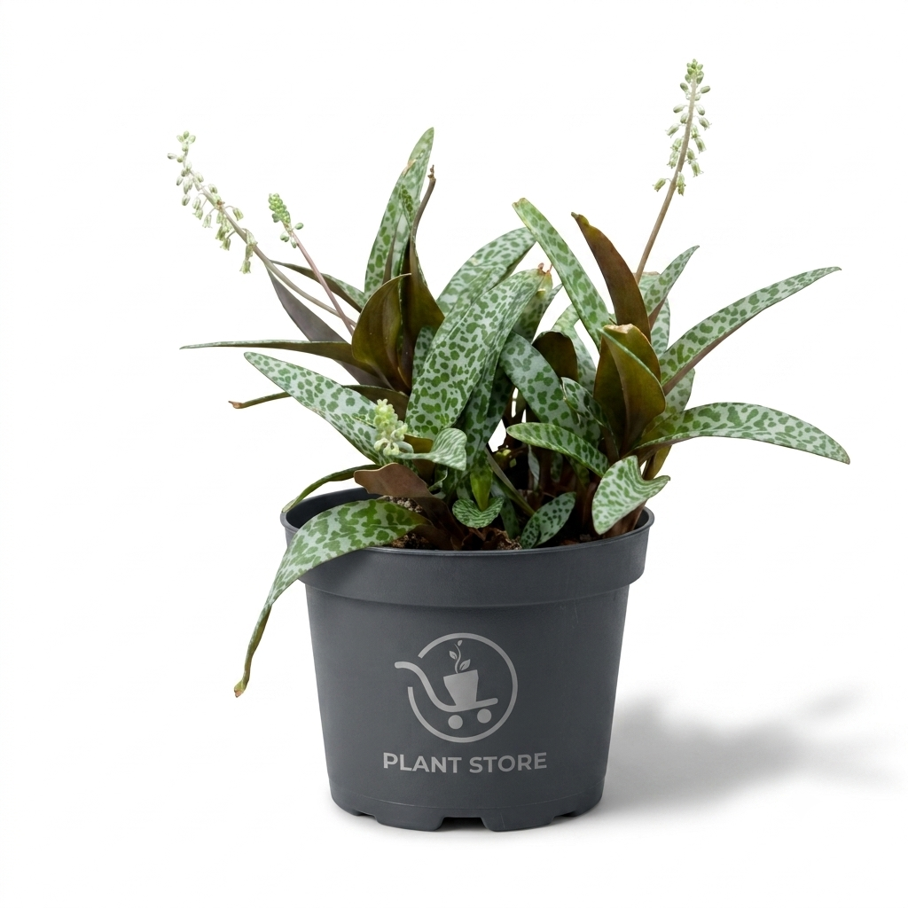 نباتات عصارية بأوراق خضراء منقطة داخل أصيص رمادي بملصق Plant Store