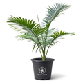 نخلة مزروعة في أصيص أسود مع أوراق خضراء