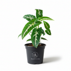 نبات Syngonium Wendlandii بأوراق خضراء مبرقشة وعروق فاتحة في أصيص أسود