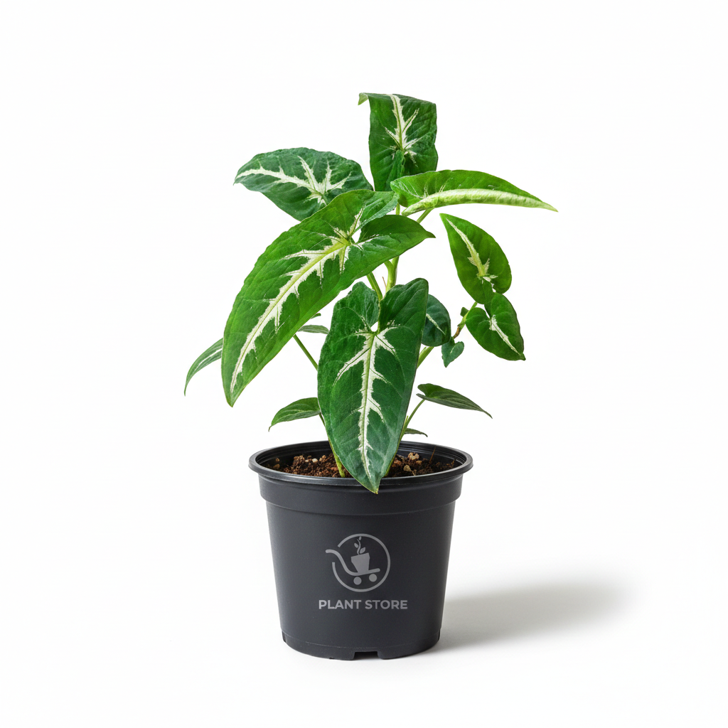 نبات Syngonium Wendlandii بأوراق خضراء مبرقشة وعروق فاتحة في أصيص أسود