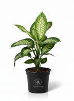 نبات ديفنباخيا Tropic Snow بأوراق خضراء فاتحة ومخططة في أصيص أسود